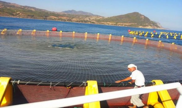 نشاط تربية المائيات: ولاية الشلف في الريادة وطنيا ب6 مزارع بحرية