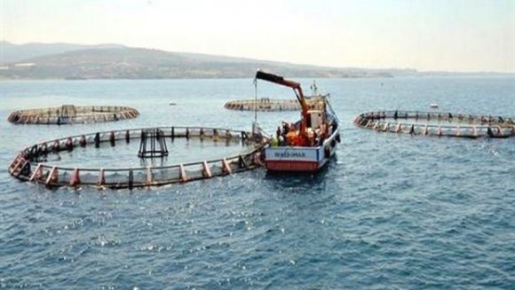 نشاط تربية المائيات: ولاية الشلف في الريادة وطنيا ب6 مزارع بحرية