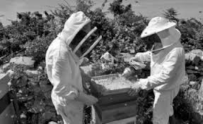 Filière de l’apiculture à Jijel:  Une saison calamiteuse