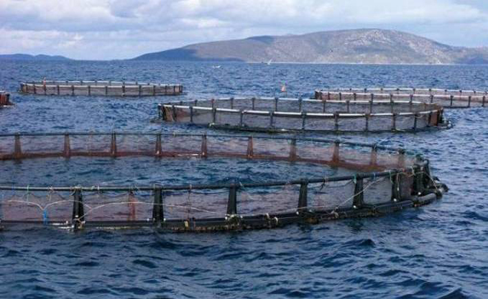 Aquaculture à Chlef : La wilaya leader national avec six fermes aquacoles