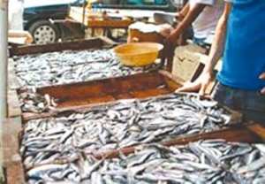 Baisse sensible des prix de la sardine à Jijel