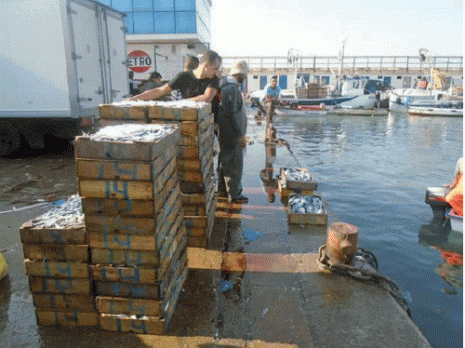 La surpêche menace les ressources halieutiques d'extinction