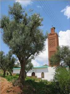 AIN EL HOUT : LA SOURCE DES POISSSONS.