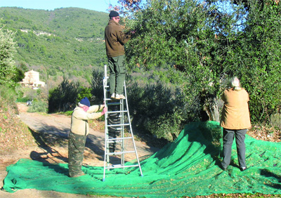 La fête de l'olivier
