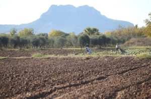 تجاوزات قانونية في استنزاف العقار بالطارف