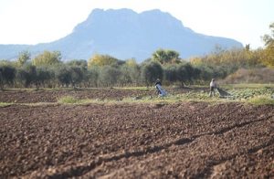 تجاوزات قانونية في استنزاف العقار بالطارف