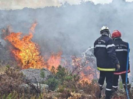 Elle a été la wilaya la plus touchée par les feux de forêts:  Des pertes inestimables pour la biodiversité à El Tarf