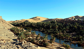 Réhabilitation des oasis et palmeraies à Béchar: Un atout pour le tourisme
