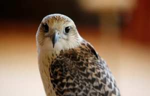 Planète - Paris: La mairie du 10e va utiliser des rapaces contre les pigeons