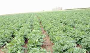 عين الدفلى تساهم في ضبط سوق البطاطا ب30 ٪