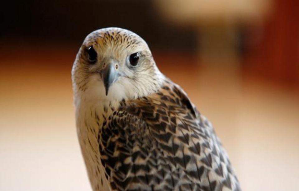 Planète - Paris: La mairie du 10e va utiliser des rapaces contre les pigeons