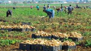 L'Etat poursuit le soutien à l'investissement agricole pour une économie diversifiée