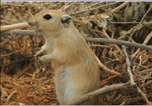 بسبب موجة الجفاف الطويلة بقالمة