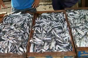 استقرار غير مسبوق في سوق السمك بجيجل