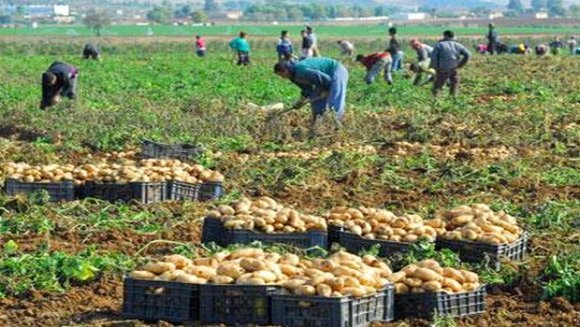 الوادي : الدولة تواصل دعم الاستثمار الفلاحي لتحقيق اقتصاد وطني متنوع