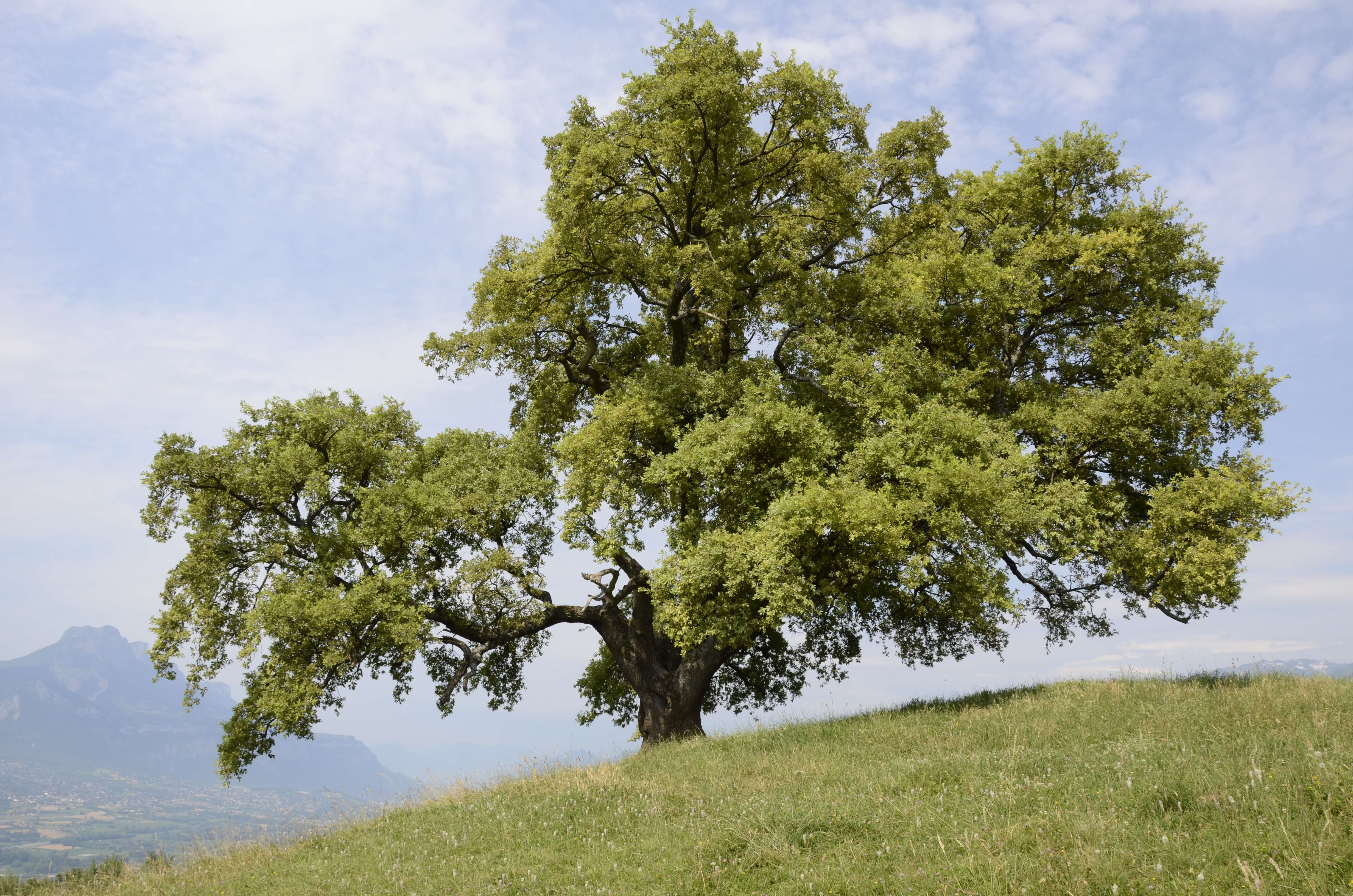 Planète - France: «Nous voulons que les arbres remarquables soient reconnus comme un patrimoine»