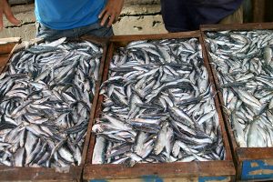 استقرار غير مسبوق في سوق السمك بجيجل