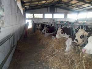 Tizi Ouzou -  Les défis de la filière lait