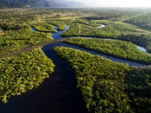Planète - BRÉSIL: ILS VONT PLANTER 73 MILLIONS D'ARBRES EN AMAZONIE SUR 30.000 HA