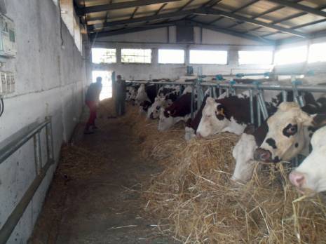 Tizi Ouzou -  Les défis de la filière lait