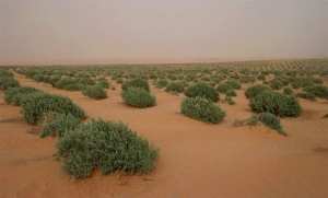 Reconstituer le couvert végétal pour faire face au risque de désertification