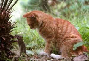 أزمة في المدن الاطلسية بسبب الجرذان