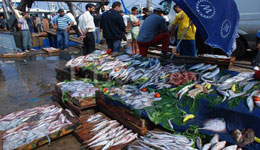 Boumerdès /Des prises de 40 à 50 tonnes par jour : Du poisson à gogo