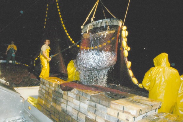 Menace sur la sardine !