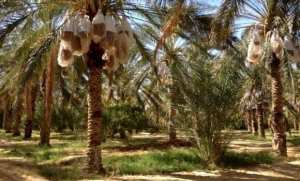 Biskra: prévision d'exportation de 50.000 tonnes de dattes