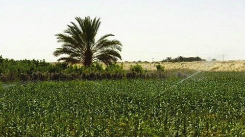 L'agriculture saharienne au centre d'un atelier interprofessionnel sur les cultures végétales