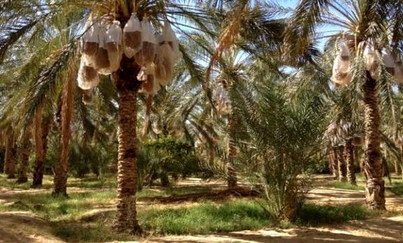Biskra: prévision d'exportation de 50.000 tonnes de dattes