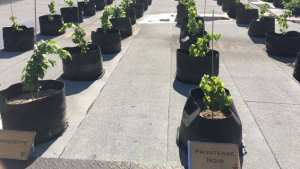 كرم عنب حيث لا يخطر ببال!