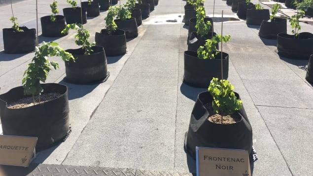 كرم عنب حيث لا يخطر ببال!