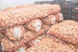 «سيربالاك» تطرح 10 آلاف طن من البطاطا المخزنة بعين الدفلى