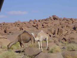 Adrar -  Chameaux en danger: Pollution des espaces de parcours