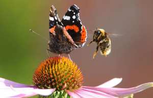 Planète - Allemagne: Plus de 75% des insectes ont disparu depuis 1989