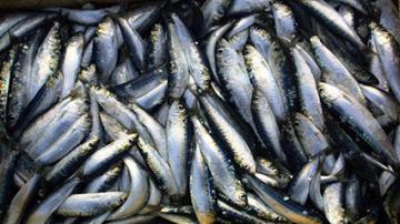 لا خطر في إستهلاك السردين بعد نزع الحبيبات البيضاء منه