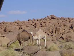 Adrar -  Chameaux en danger: Pollution des espaces de parcours