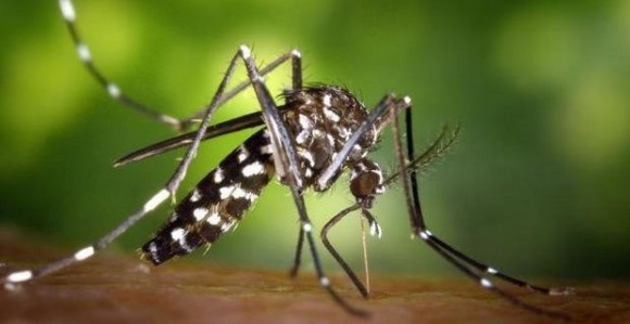 Moustique tigre: les citoyens conviés à s'impliquer dans la lutte contre sa prolifération