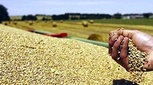 Le complexe céréalier de la commune d'El-Hamma mis en exploitation avant fin 2018