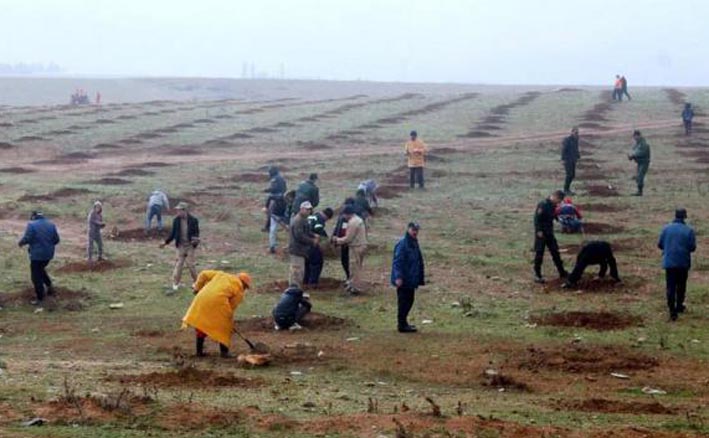 En partenariat avec la Wilaya d'Oran : Unilever organise une opération de reboisement