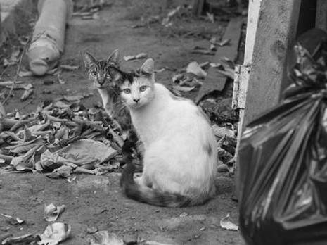 Inquiétante prolifération des chats errants