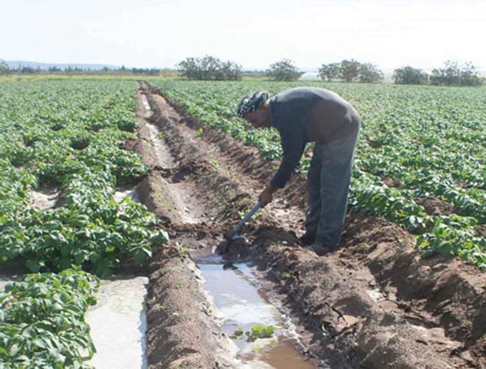 Irrigation agricole a l'ouest de pays : Une étude pour exploiter les eaux de l'oued Cheliff