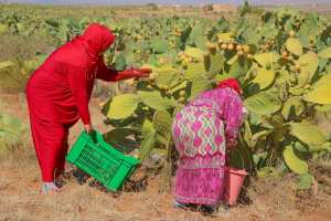 Maghreb - L’huile de figue de barbarie biologique: Le nouvel or vert de la Tunisie