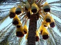 Lâcher d'insectes pour le traitement biologique des palmiers à Ghardaïa et Ouargla