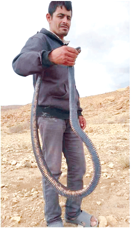 شاب يصطاد كوبرا بطول مترين بخنشلة