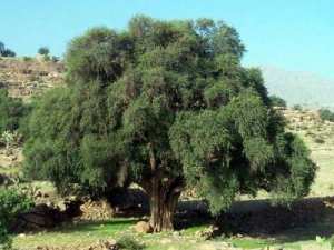 Délaissée, la forêt algérienne régresse et disparaît