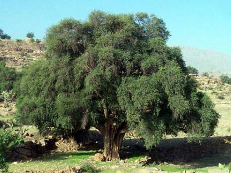 Délaissée, la forêt algérienne régresse et disparaît