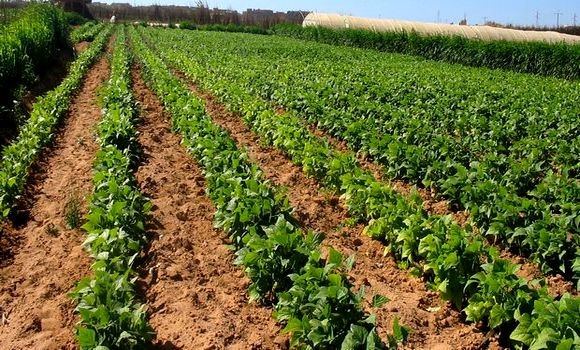 Tamanrasset : Diversification des produits agricoles, un challenge à relever