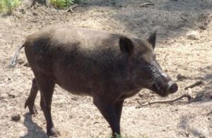 الخنازير تغزو أحياء السهل الغربي